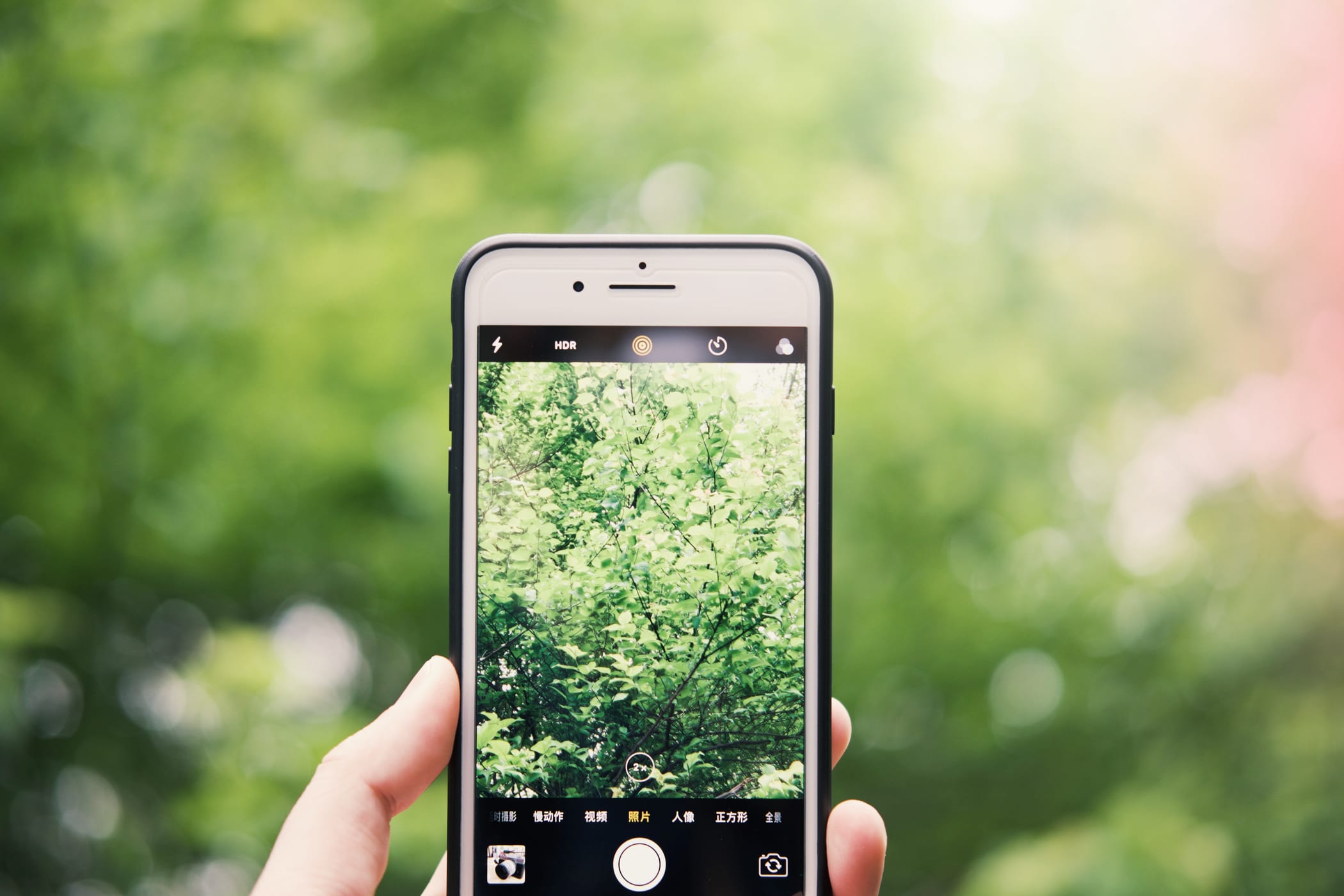Hand mit Smartphone macht Foto von einem Baum
