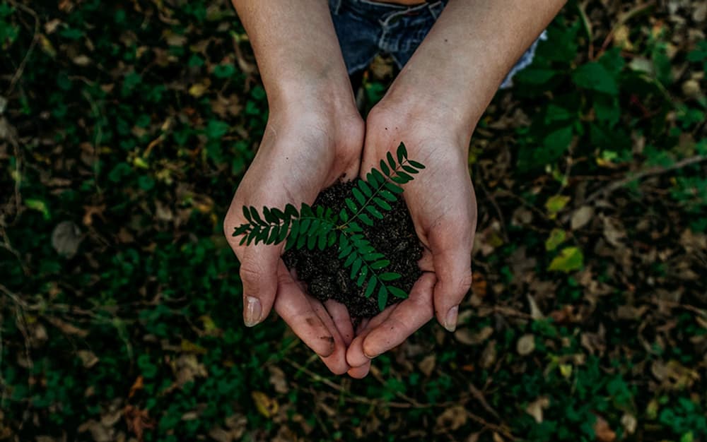baum pflanzen