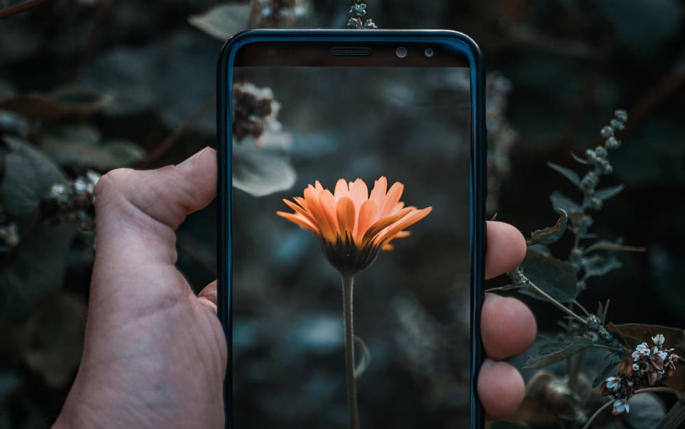 Blume im Smartphone