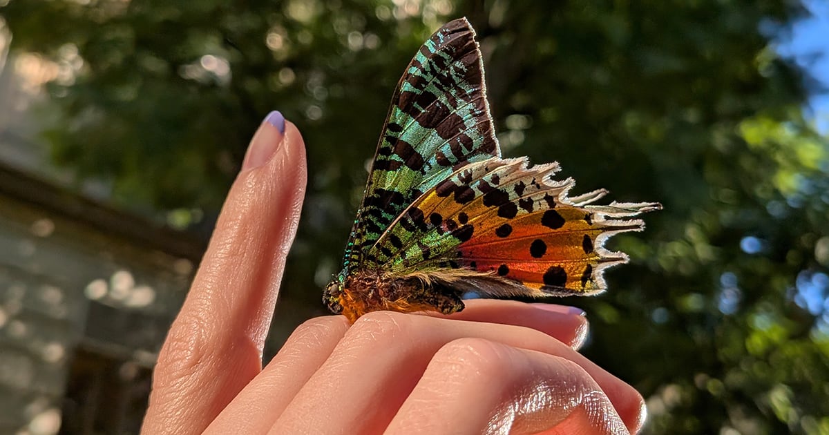 Foto Google Pixel 9a