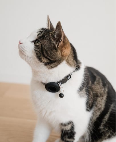 AK Kisten Basics Cat Collar AirTag Holder reflector/bell